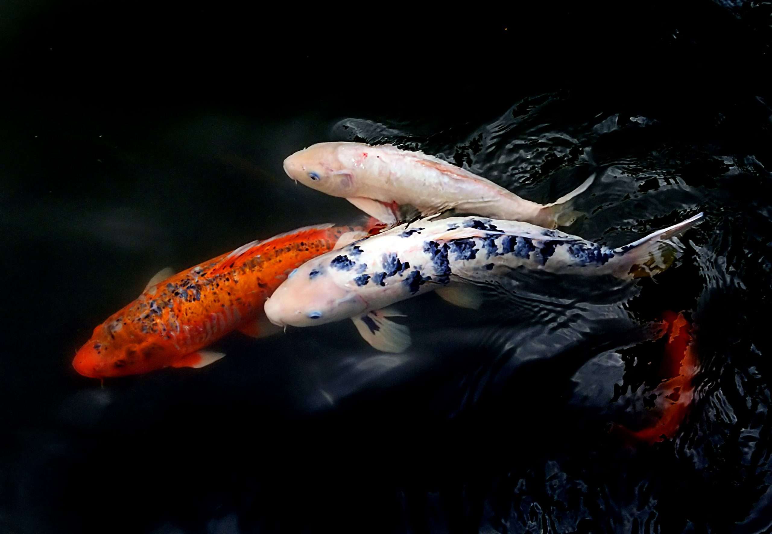 Watch - Image 2